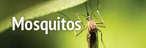 Mosquito