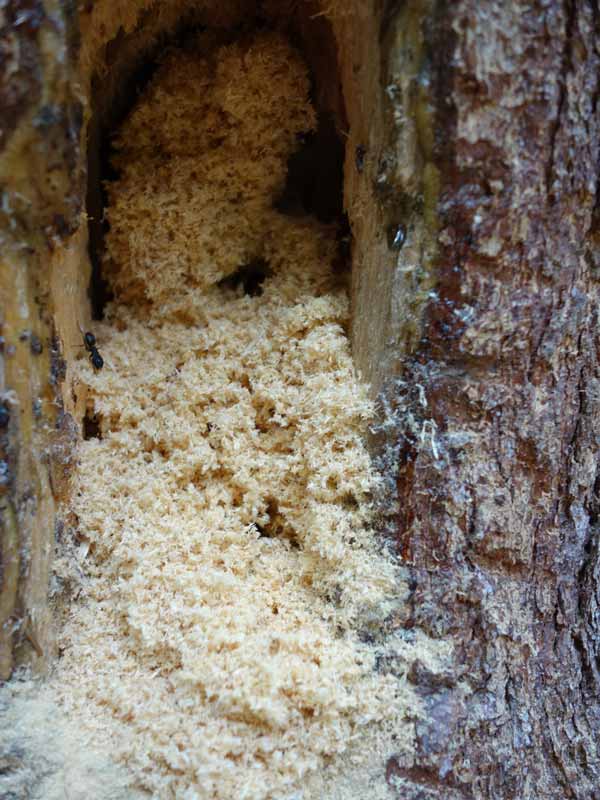 Sawdust_like_shavings_from_carpenter_ants