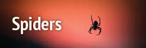 Spiders