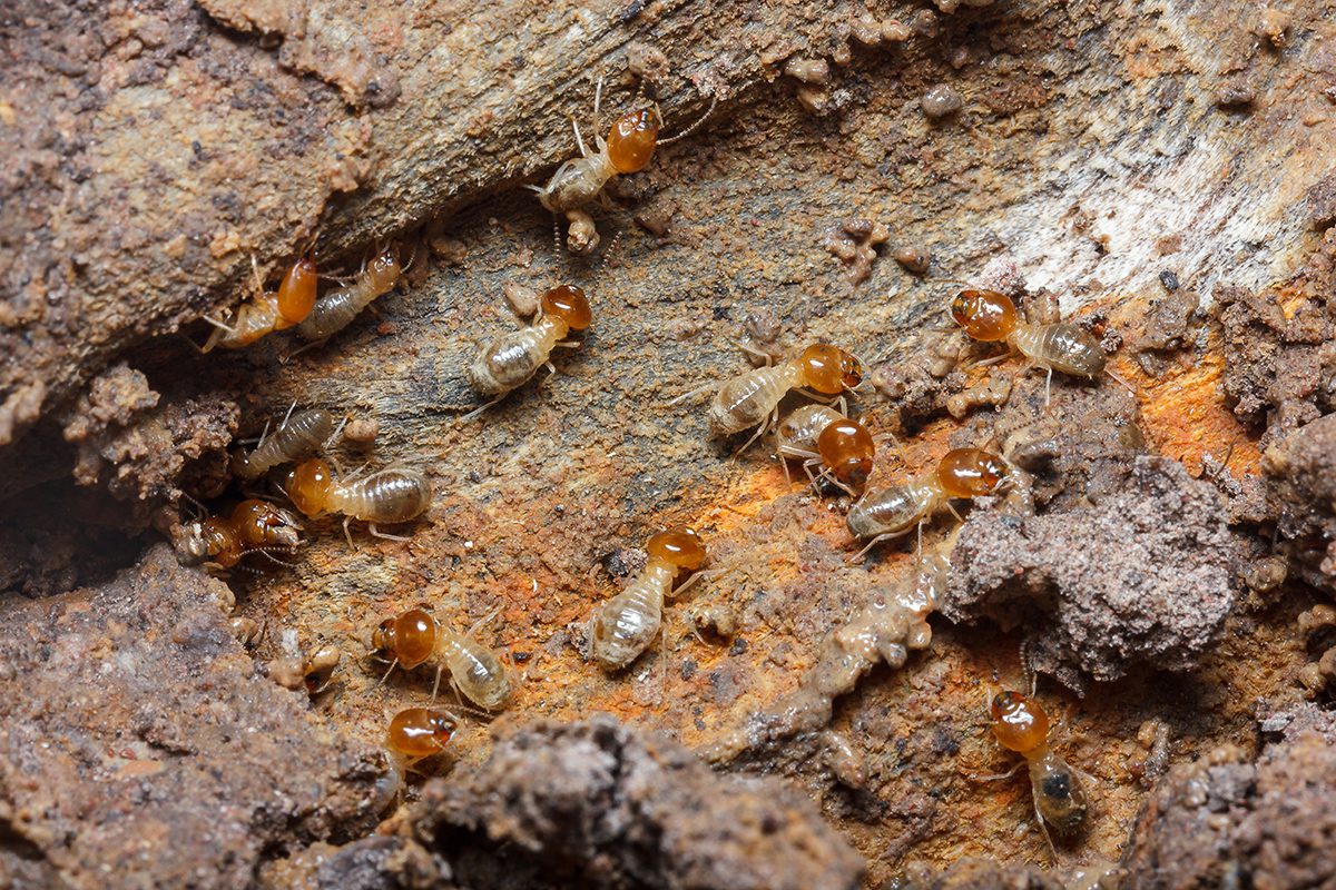 Termite Pest Control