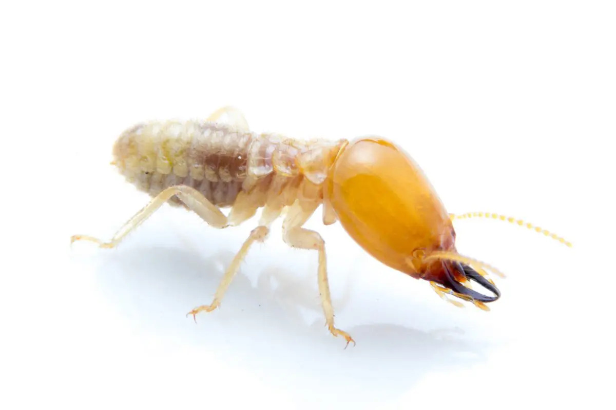 Termite