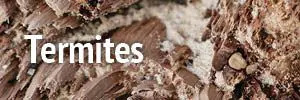 Termites