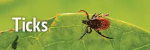 Ticks