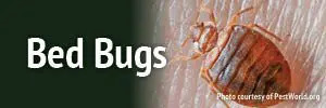 Bed Bug