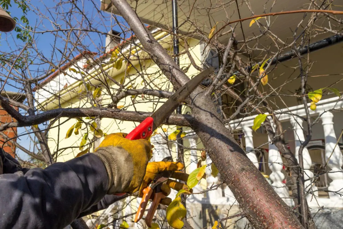 Website-Image-Shrub-Trimming
