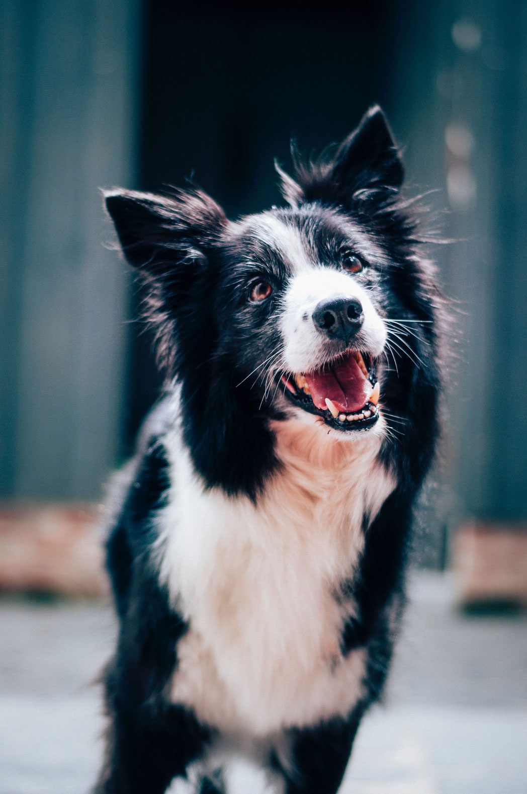 border-collie