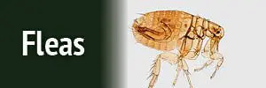 Fleas