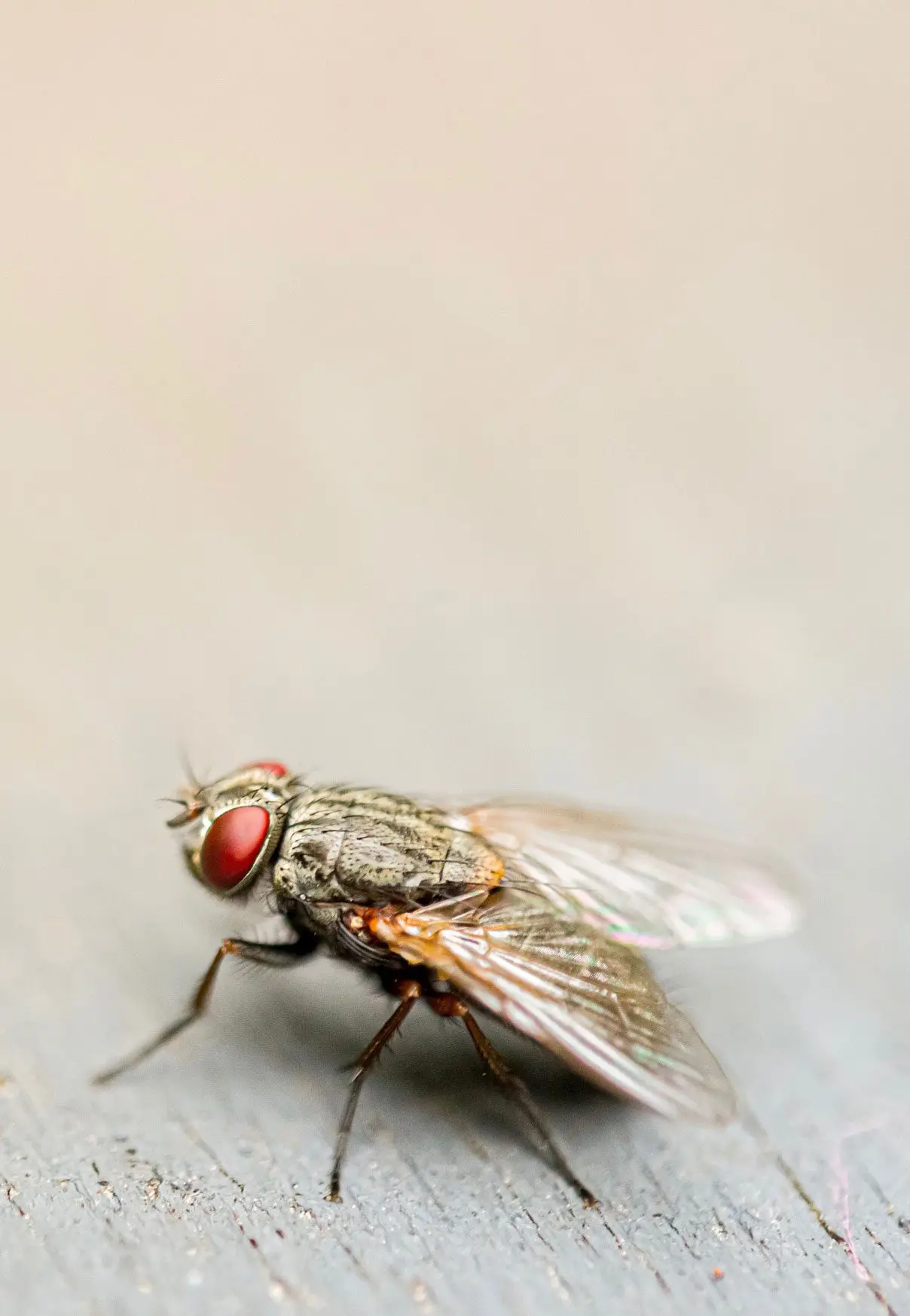 fly