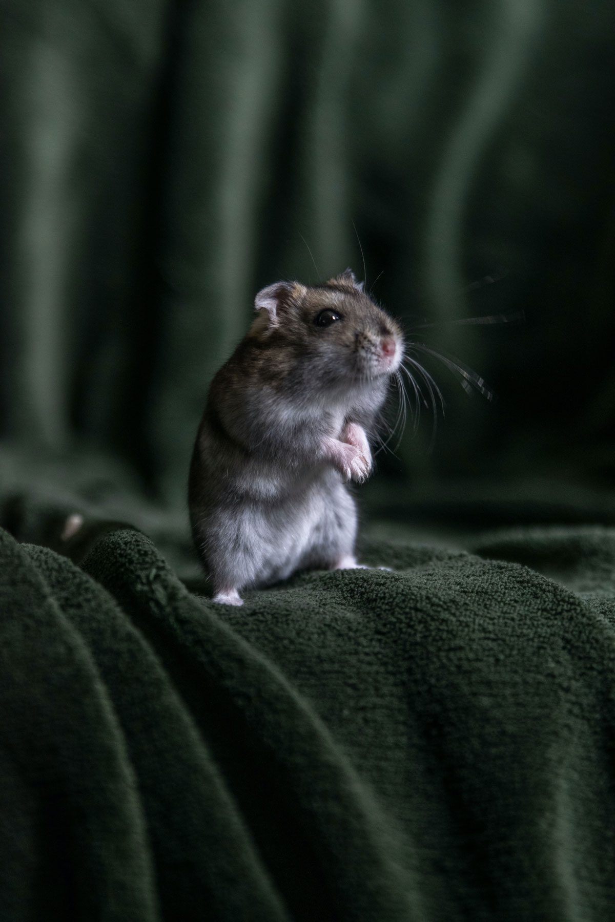 mouse