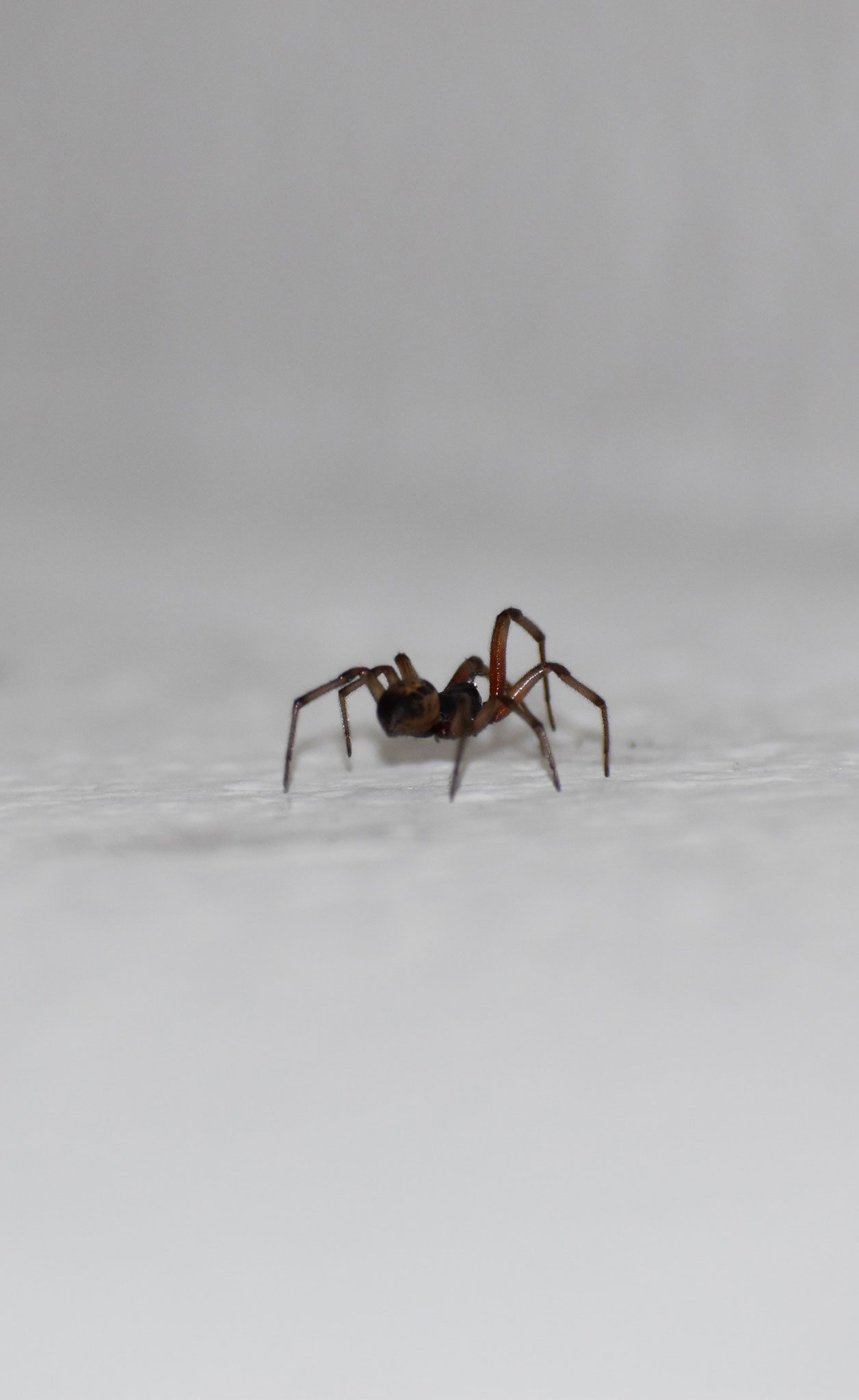 spider
