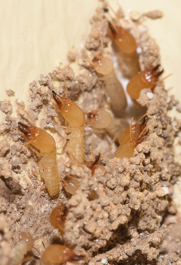 sub-termite-workers-soldiers